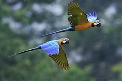 Blue-and-yellow Macaw